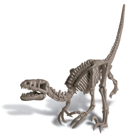 Natural History Museum Dig a Velociraptor Skeleton