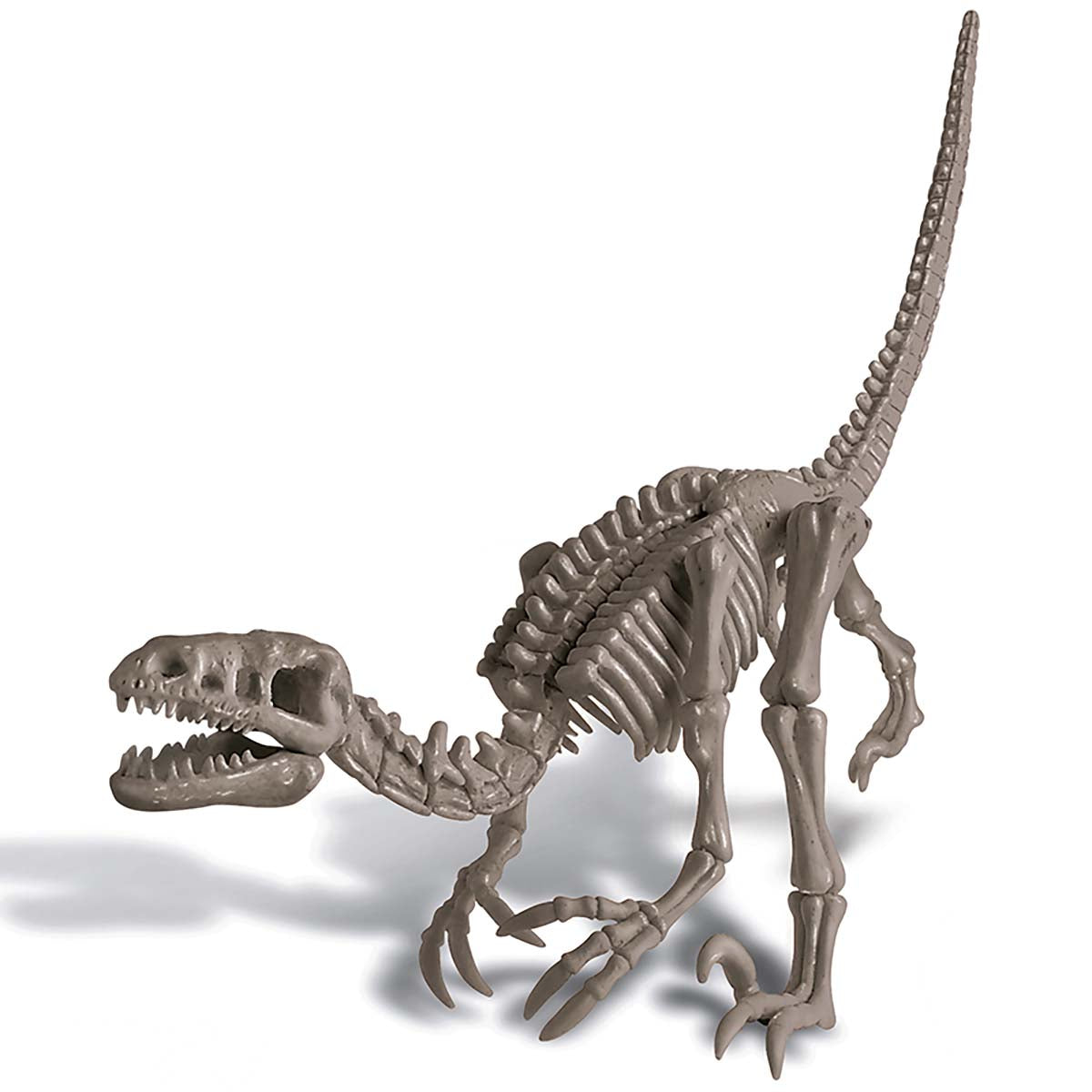 Natural History Museum Dig a Velociraptor Skeleton