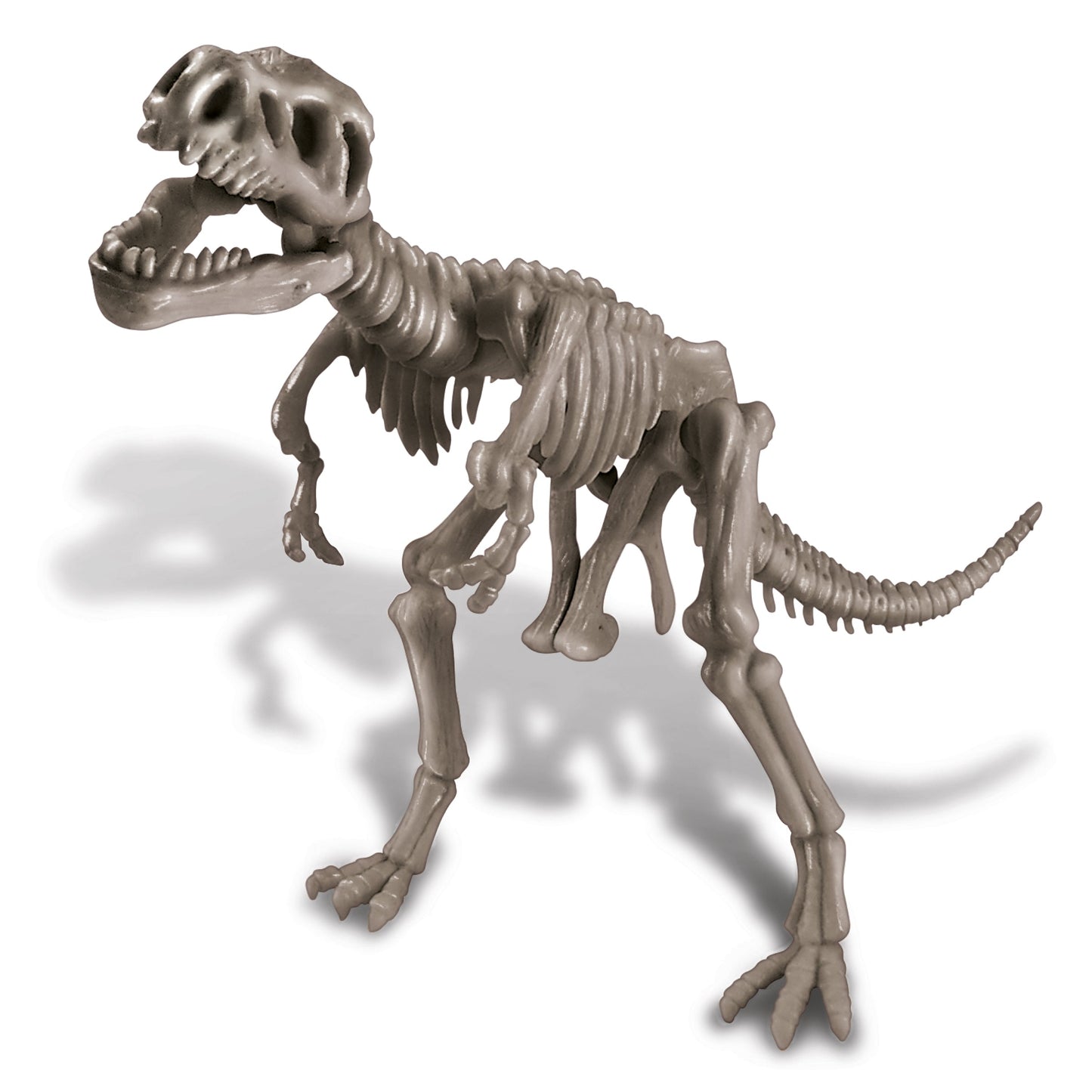 Natural History Museum Dig a Tyrannosaurus Rex Skeleton